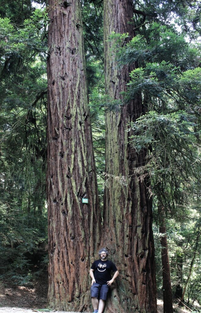 fratus-sequoia-gemella-reggello