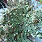 Selaginella_lepidophylla_gruen