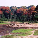Dzanga Clearing with Elephants
