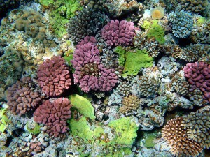 Multy_color_corals