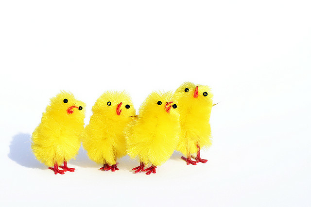 Come “si fa” un pollo?