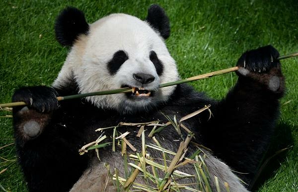 Le foreste di bambù spariranno entro la fine del secolo: sarà la fine dei panda?