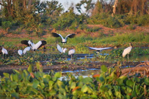 Pantanal_Birds