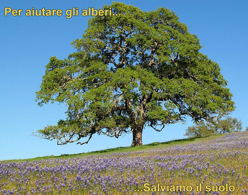 Salviamo alberi e suolo