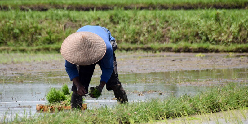 Verso un’agricoltura sostenibile