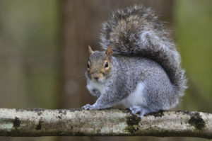 scoiattolo-grigio-specie-invasive