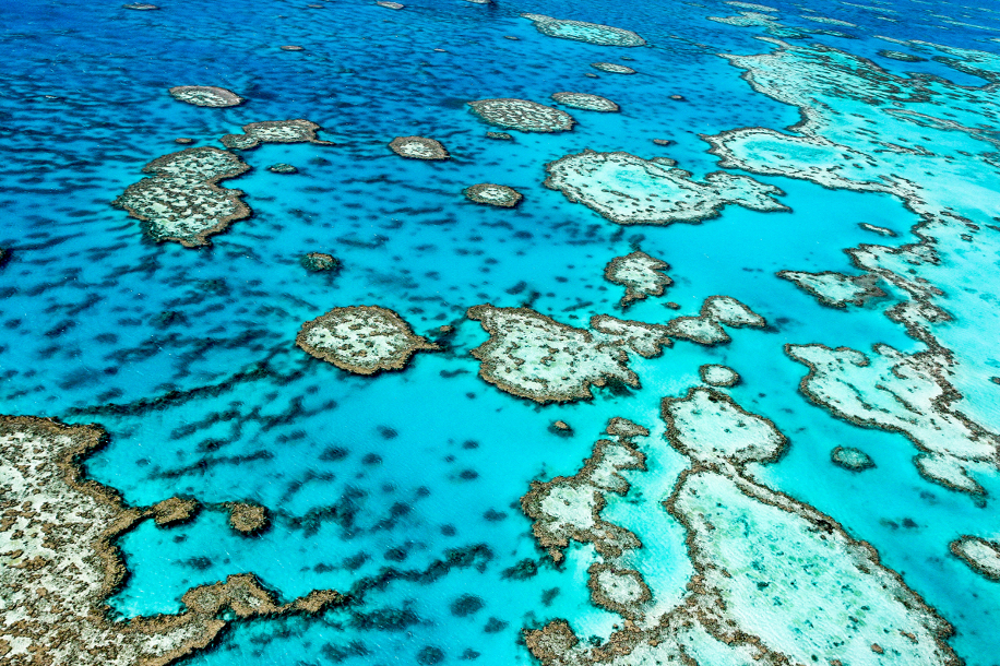 Lo sbiancamento dei coralli: colpa del riscaldamento globale