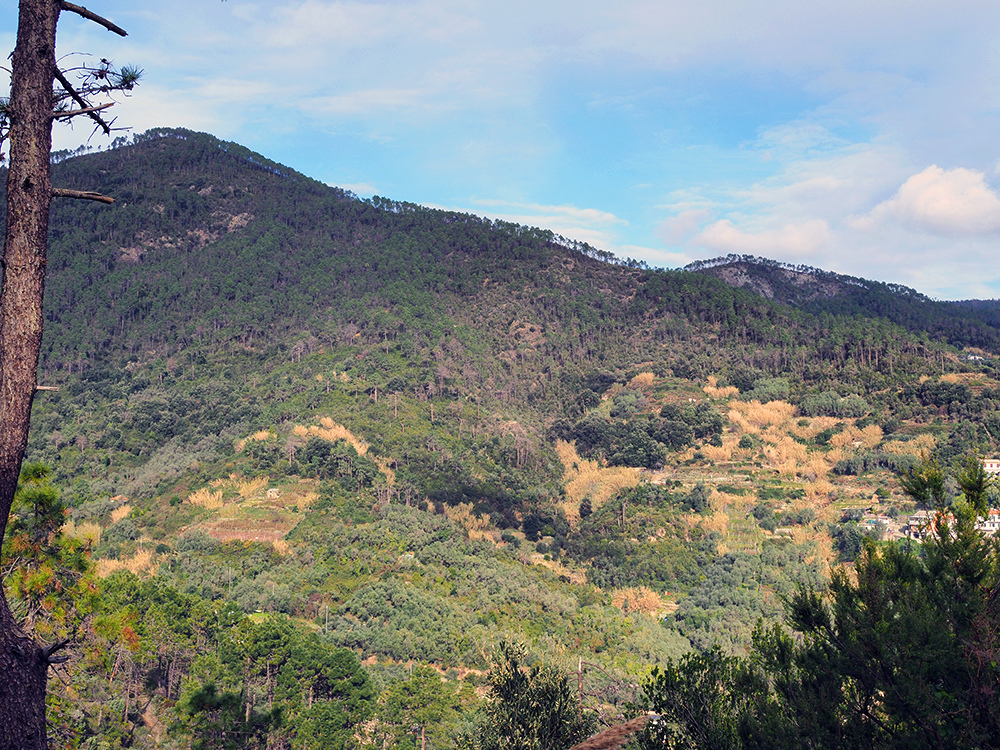 Monterosso-terrazzamenti-boscaglia