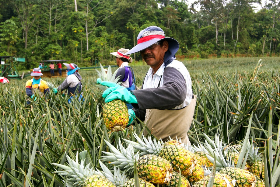 progetto-alimentare-ONU-ananas-Costa-Rica