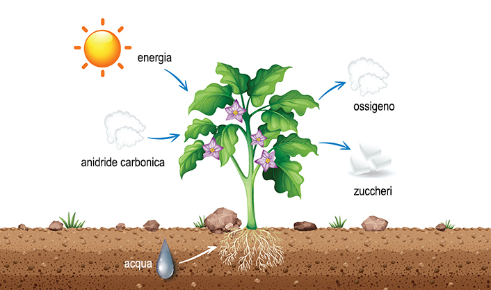 suolo-processi-chimici-fotosintesi