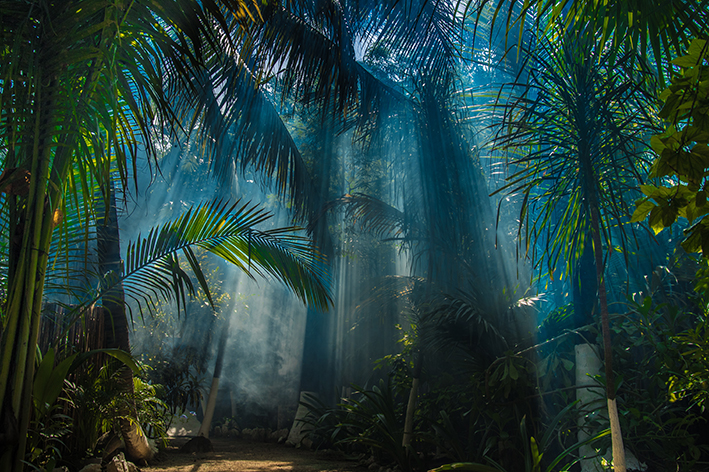 foresta-tropicale-sumatra-indonesia