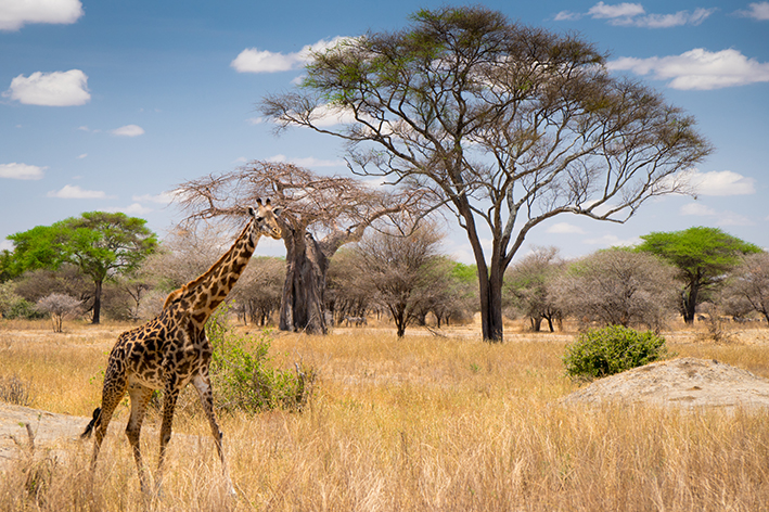 savana-Serengeti-tanzania