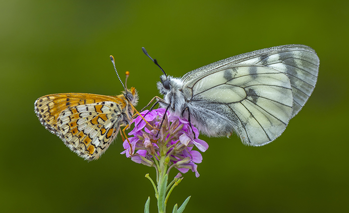 Speciale ambiente - La biodiversità per un futuro sostenibile