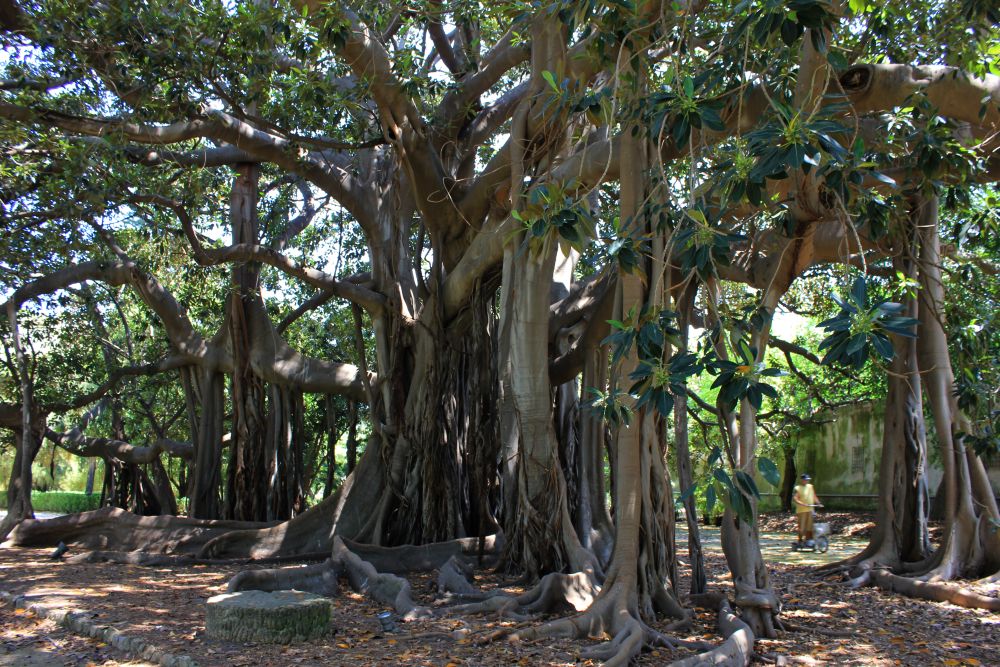 Ficus-della-città-di-Palermo-La-Sagrada-Familia-degli-alberi-Orto-Botanico