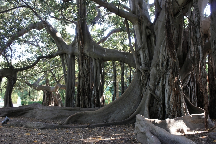 Occhi nuovi sul mondo: Tiziano Fratus, il cercatore di alberi