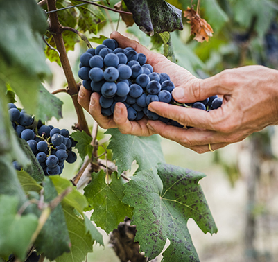 Italia-settore-primario-uva-vino