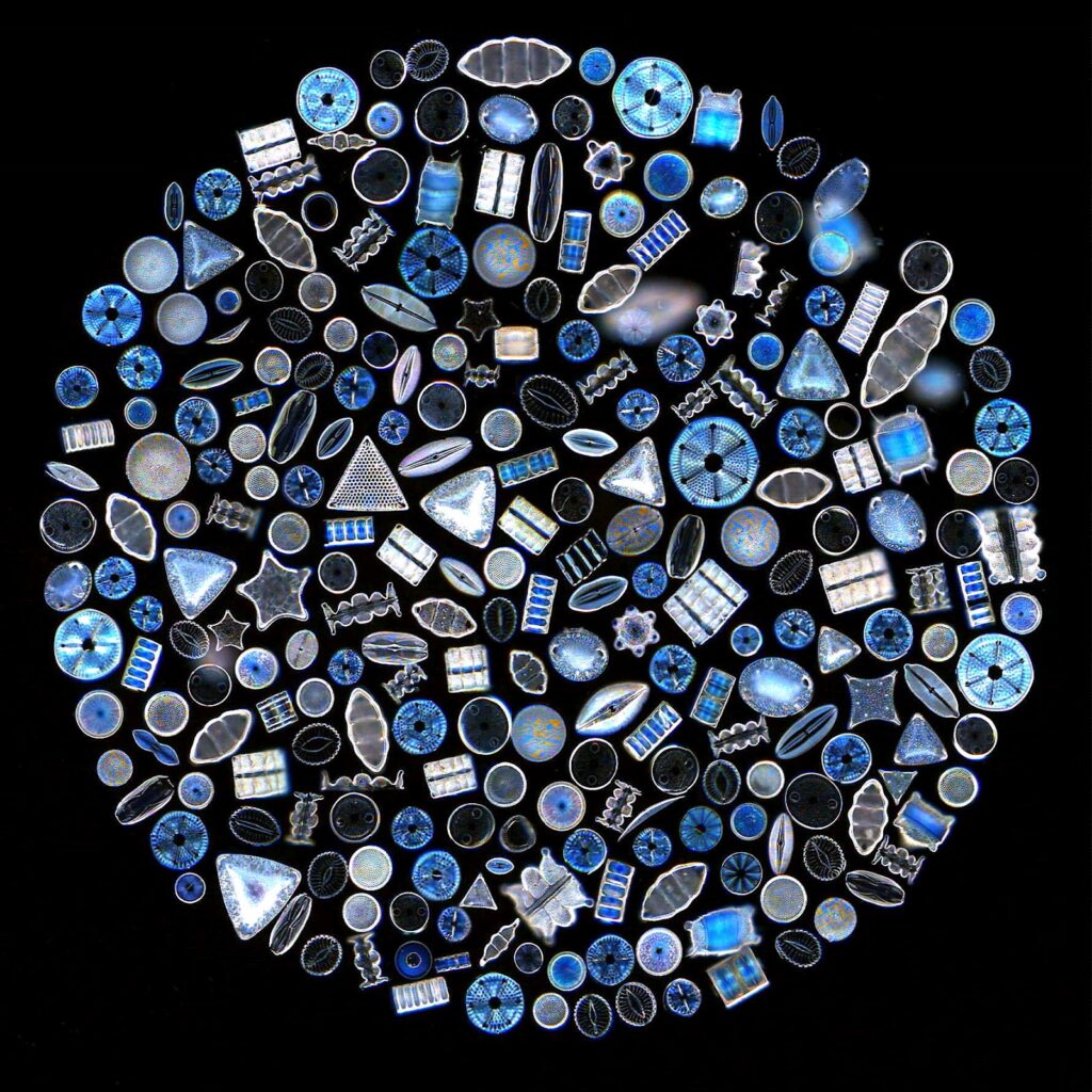 alghe-diatomee-microscopio-elettronico