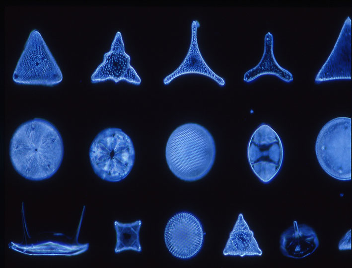 diatomee-microscopio-forme