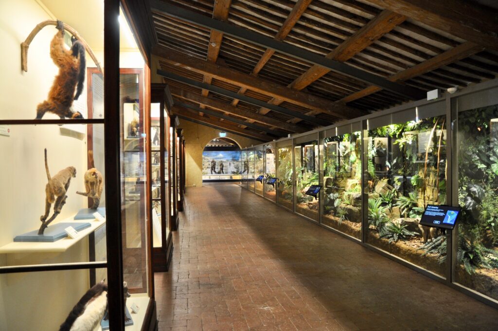 Galleria-primati-museo-storia-naturale-pisa
