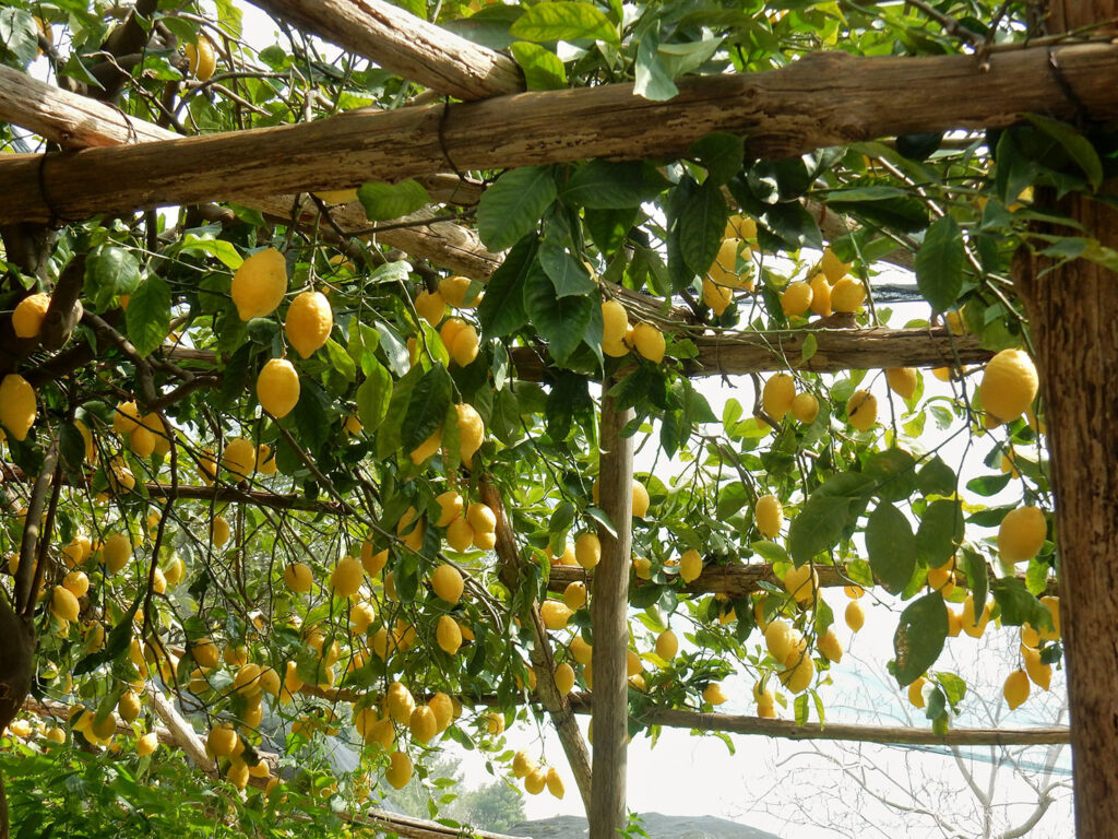 coltivazione-limoni-Maiori