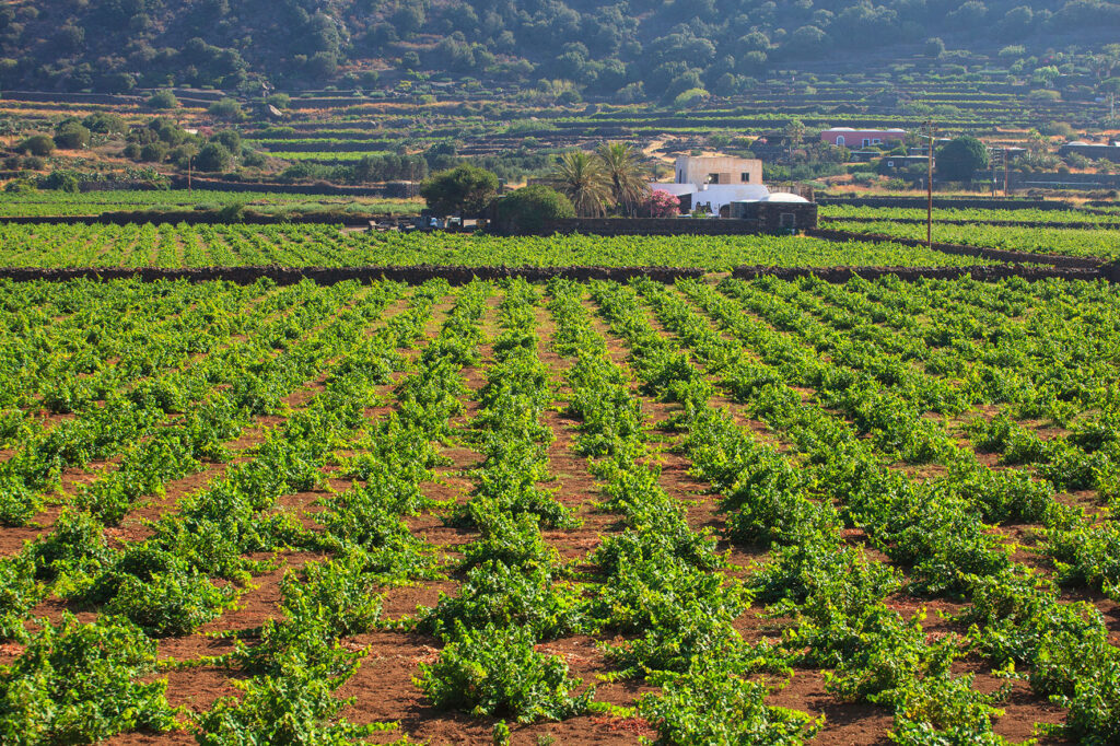 campi-coltivati-a-zibibbo-Pantelleria
