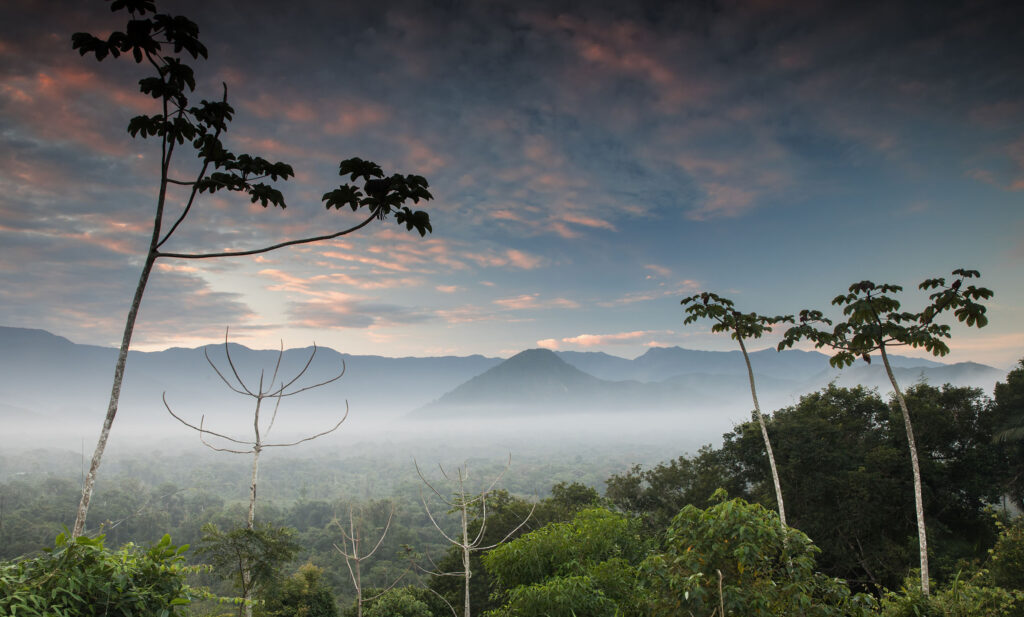 Ubatuba-Brasile-foresta-pluviale