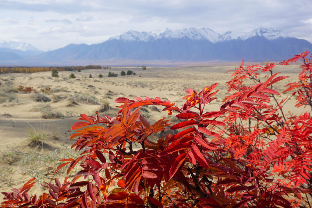 Deserto-di-Chara-Russia-Siberia-fioriture