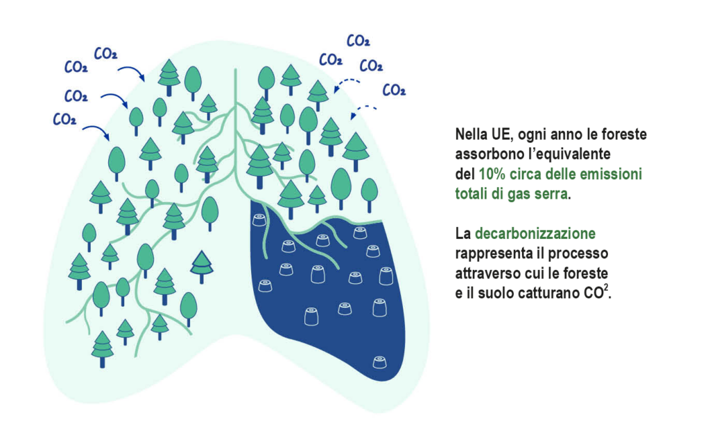 decarbonzzazione-Europa-foreste