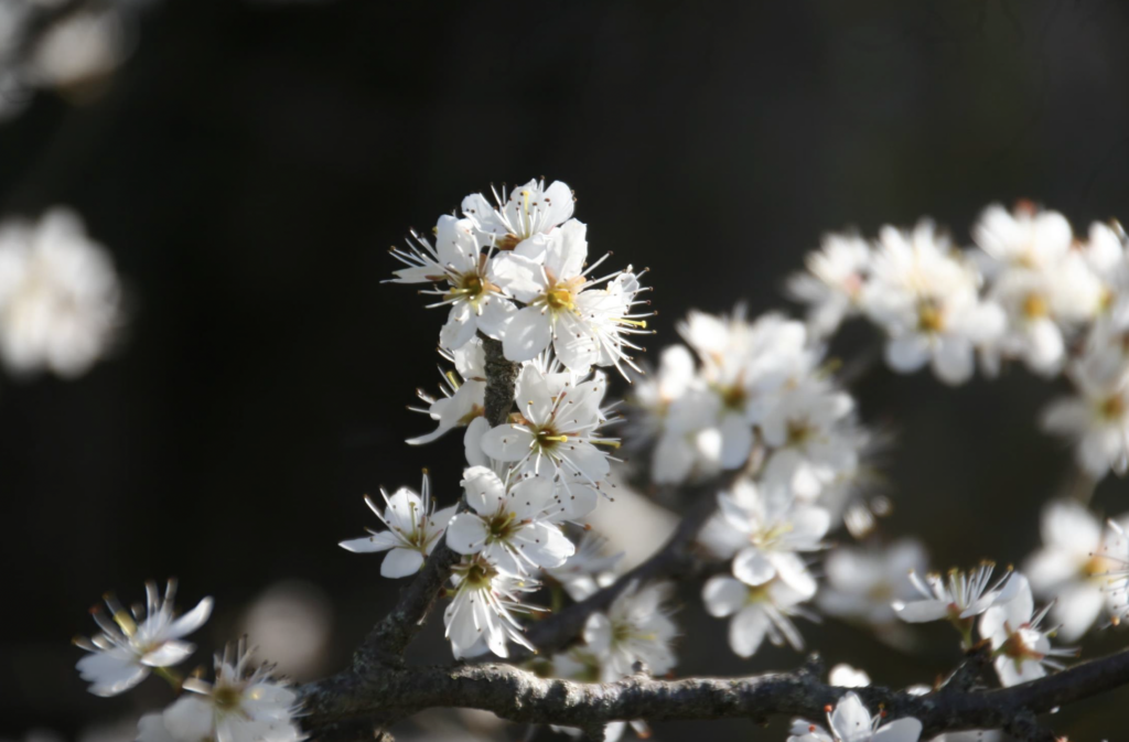 Fotografi di classe Secondaria secondo grado Portogruaro